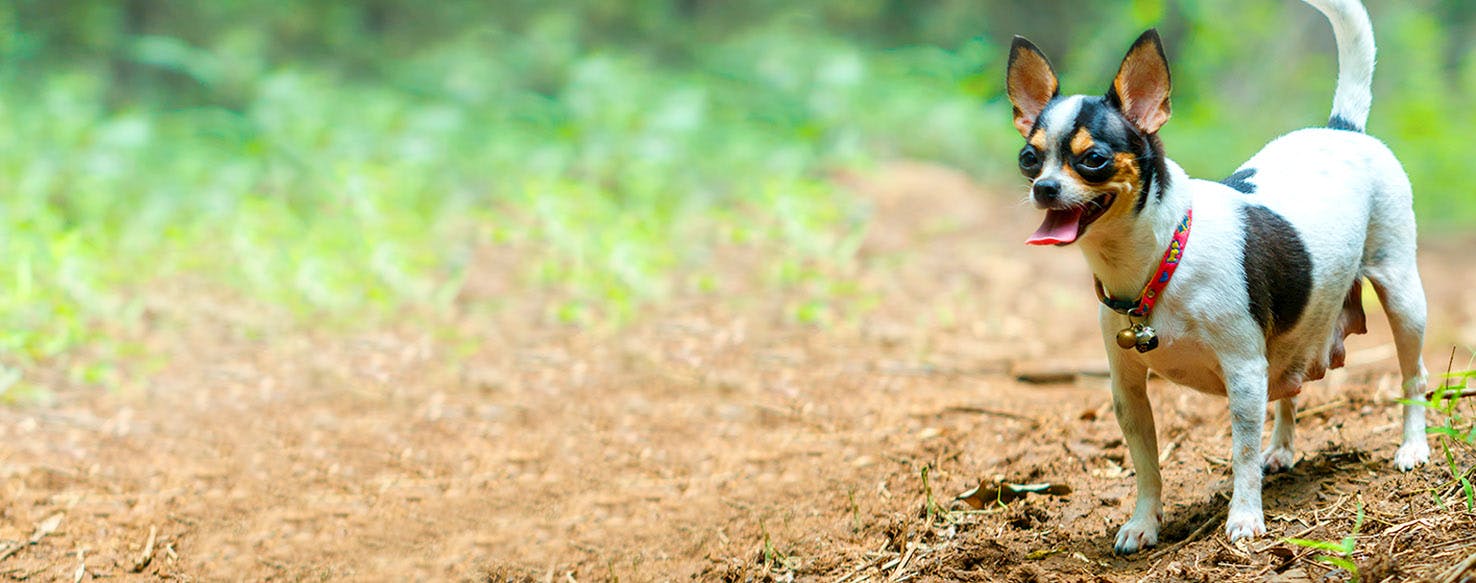 Are Dogs Haram To Keep As Pets